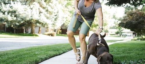 娱乐吃瓜酱遛狗小说,狗界风云录