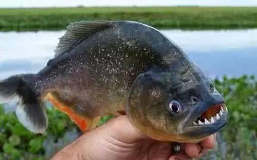 娱乐吃瓜酱放生鱼,一场爱心与自然的和谐交响