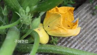 吃瓜群的链接,网络热议背后的真相与趣味