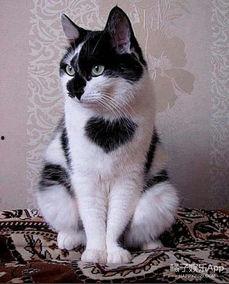 娱乐吃瓜酱小猫民宿,娱乐吃瓜酱的温馨食宿之旅