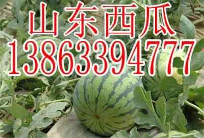 娱乐吃瓜酱重庆山东,揭秘重庆与山东的美食文化碰撞 第3张 娱乐吃瓜酱重庆山东,揭秘重庆与山东的美食文化碰撞 第3张