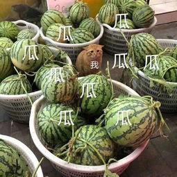 娱乐吃瓜壁纸高清图片,一图览尽娱乐圈风云变幻  第2张