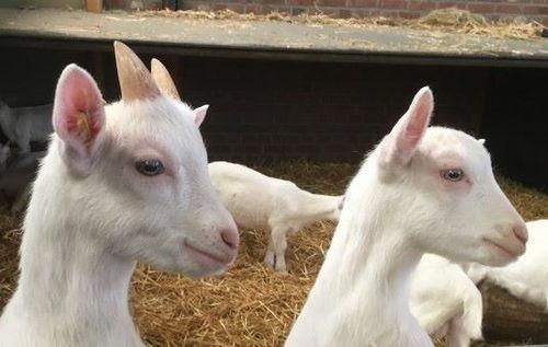 娱乐吃瓜外婆养大的羊羊视频,娱乐吃瓜界的暖心萌宠 第3张 娱乐吃瓜外婆养大的羊羊视频,娱乐吃瓜界的暖心萌宠 第3张